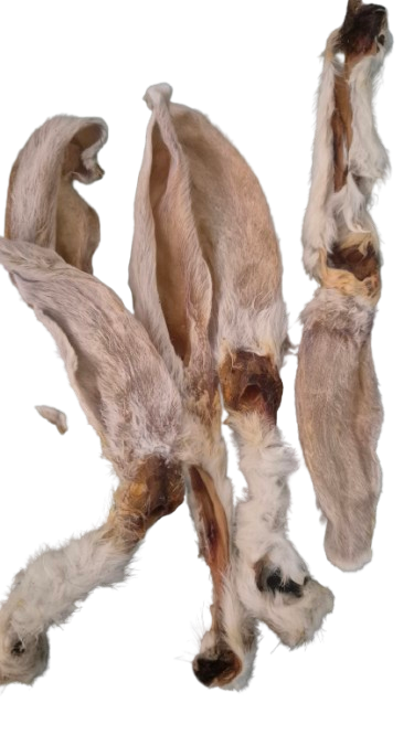 Nyúlfül (szőrös) /1 db