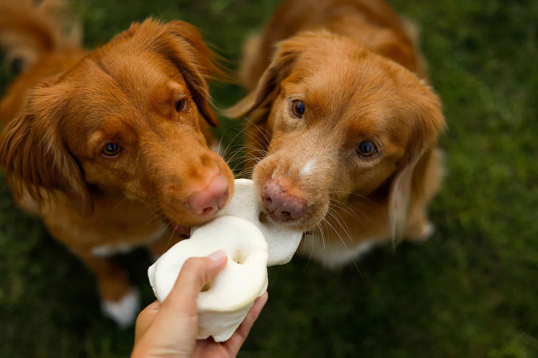 Teomann puffasztott sertésorr